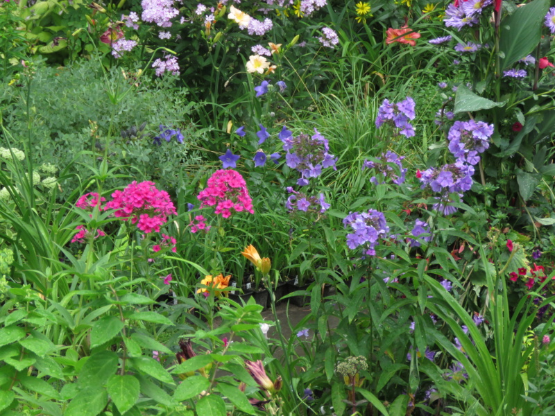 Août chez Grigri, le mois des phlox paniculata... - Page 2 Img_8440