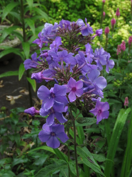 Août chez Grigri, le mois des phlox paniculata... - Page 2 Img_8441