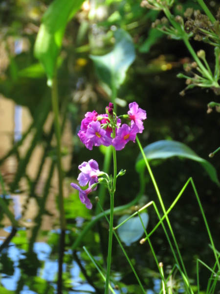 Août chez Grigri, le mois des phlox paniculata... - Page 4 Img_8815
