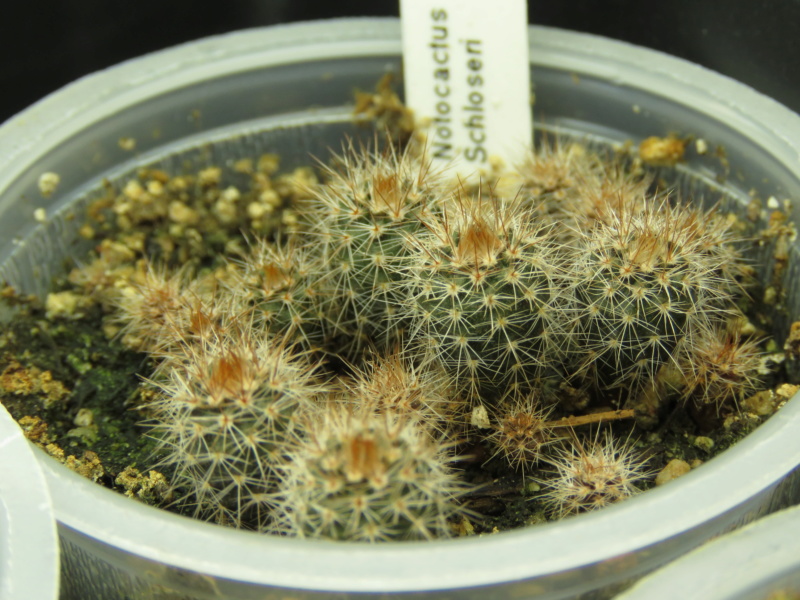 Semis de Notocactus (cactus) Img_9530