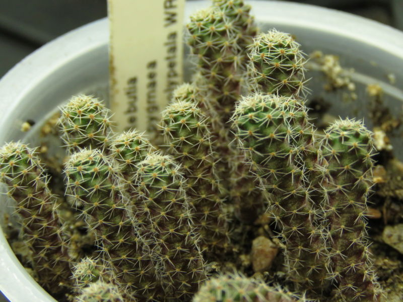 Semis de Rebutia (cactus) - Page 3 Img_9560