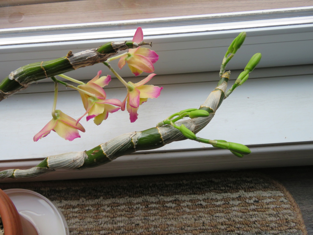 joyeux noel à tous - Les orchidées chez Grigri à partir de 2022-2023-2024 - Page 5 Img_9991