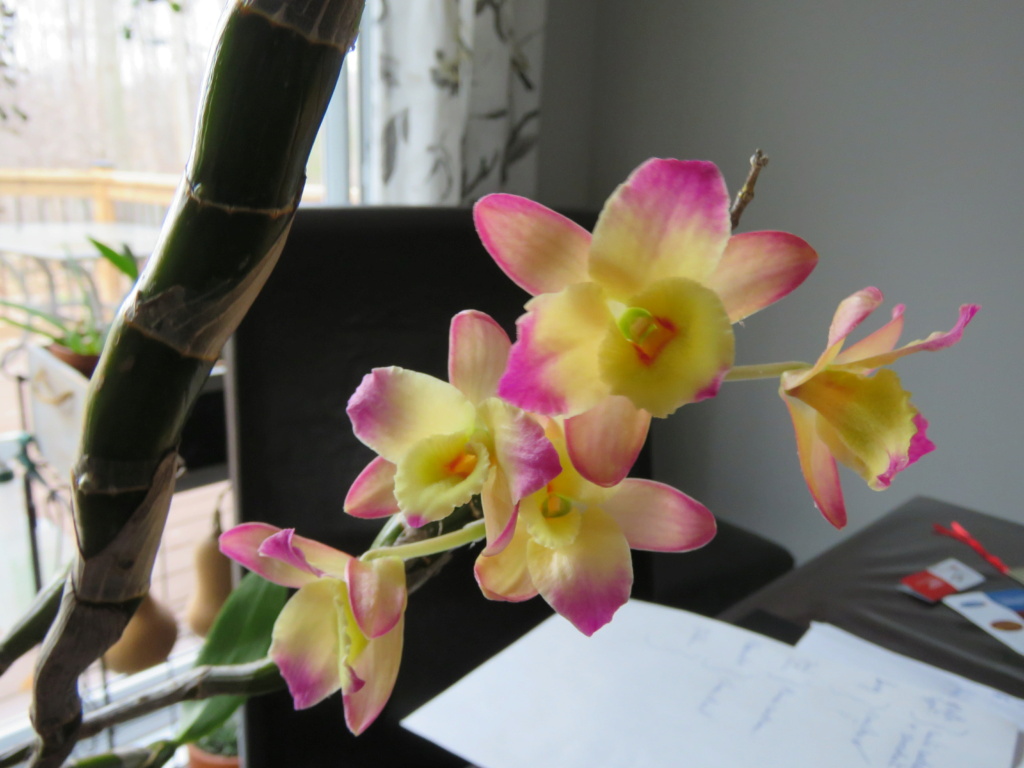joyeux noel à tous - Les orchidées chez Grigri à partir de 2022-2023-2024 - Page 5 Img_9992