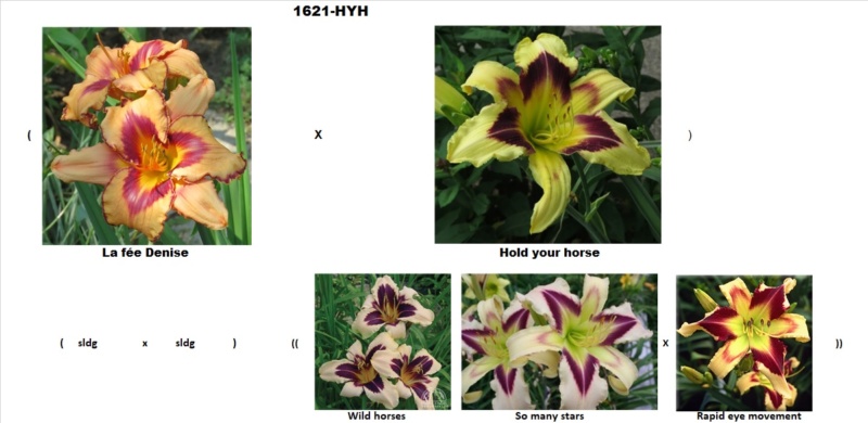 Les hybridations de 2016 chez grigri (mise à jour avec les floraisons de 2022) - Page 4 La_fzo11