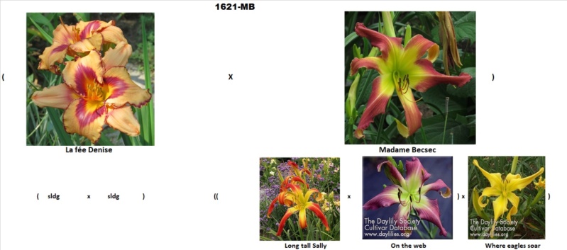 Les hybridations de 2016 chez grigri (mise à jour avec les floraisons de 2022) - Page 7 La_fzo12