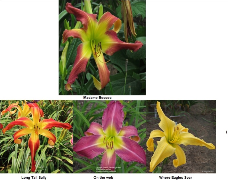 Les hybridations de 2015 chez Grigri (mise à jour avec la floraison de 2022) - Page 2 Madame12