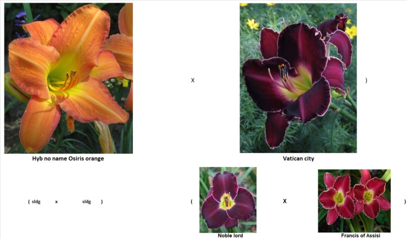 Les hybridations de 2016 chez grigri (mise à jour avec les floraisons de 2022) - Page 7 Osiris10