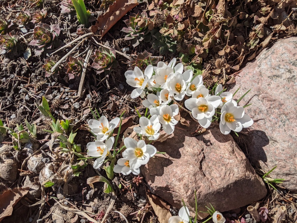 Printemps hâtif chez Grigri Pxl_2079