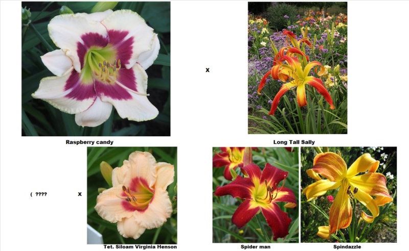 Les hybridations de 2015 chez Grigri (mise à jour avec la floraison de 2022) - Page 2 Raspbe16