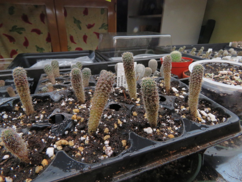 Semis de Rebutia (cactus) - Page 4 Rebuti14