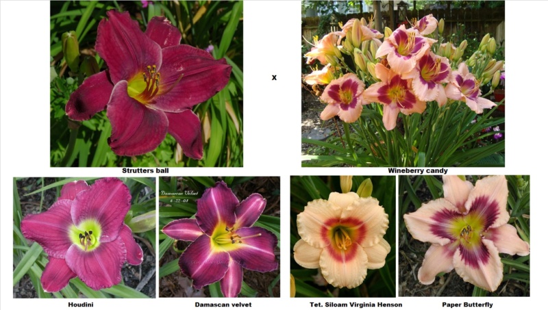 Les hybridations de 2015 chez Grigri (mise à jour avec la floraison de 2022) - Page 2 Strutt11