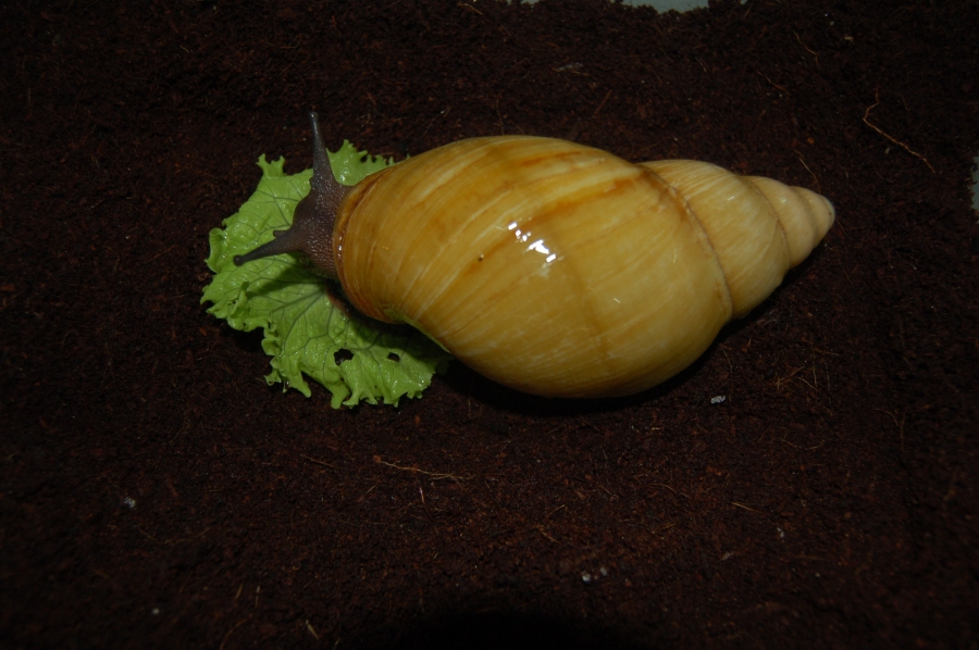 Archachatina marginata icterica (Архахатина маргината иктерика) A549e111