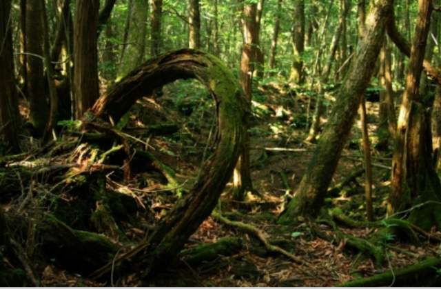 Лес самоубийц в Японии  Scree148