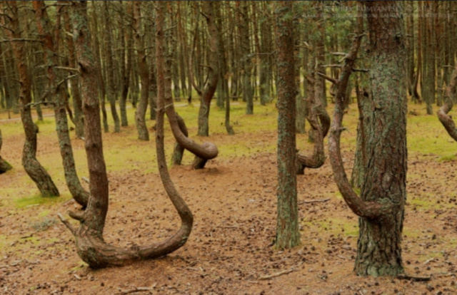 Танцующий лес на Куршской косе Screen69