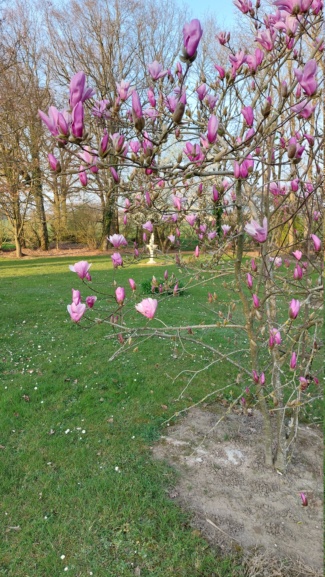 Que se passe t'il au jardin? - Page 14 20220319