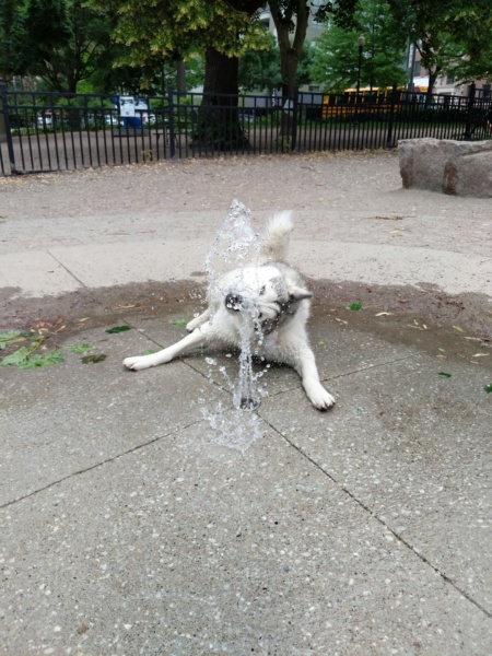 UK husky owners heatwave. 00022i10