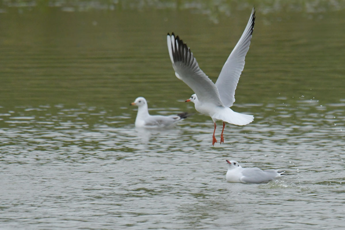 photo -  Photos d'observation  Natur'elle  - Page 9 1dsc1134