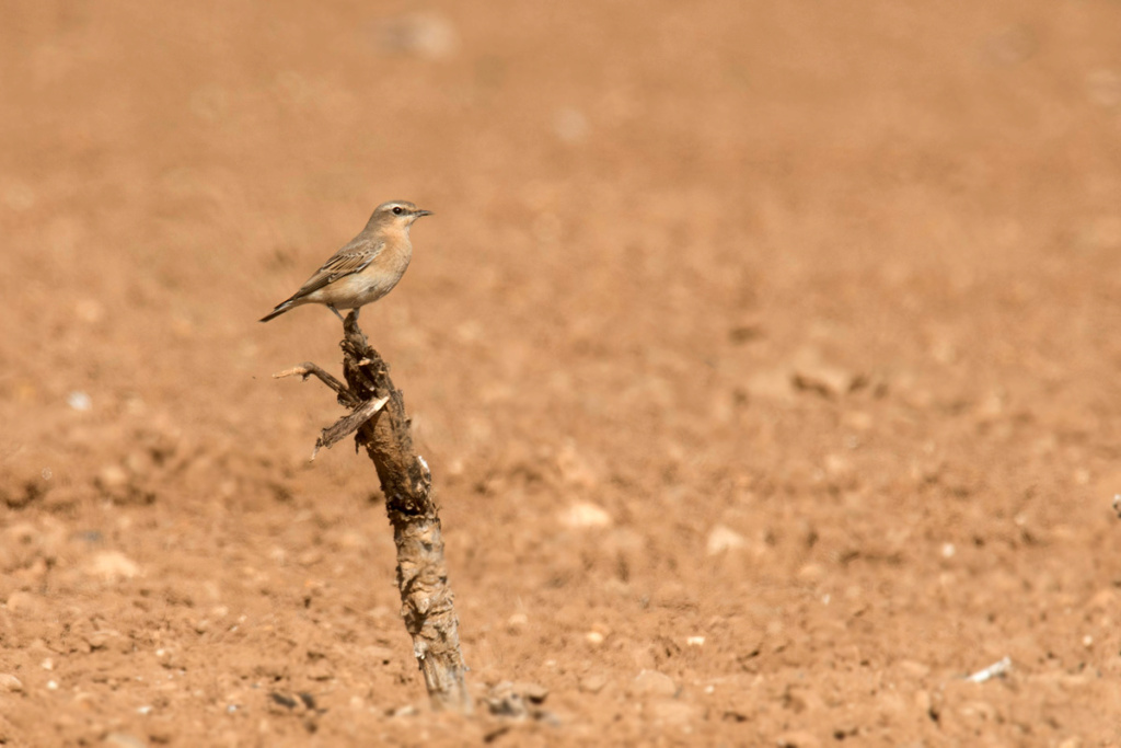 photo -  Photos d'observation  Natur'elle  - Page 15 1dsc1629