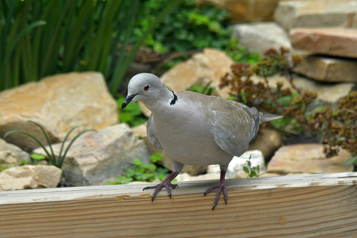  Photos d'observation  Natur'elle  - Page 16 1dsc1680