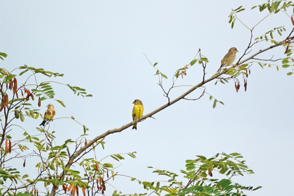 Fringillidés - Chardonneret, Linotte, Pinson, Serin cini, Verdier, Bouvreuil, Tarin, Bec croisé 1dsc2330