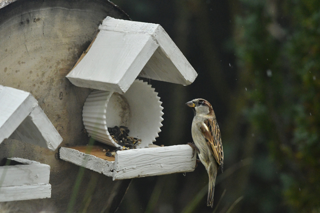 mésange - Oiseaux dans le jardin, sur le balcon, ou dans la cour 1dsc2403