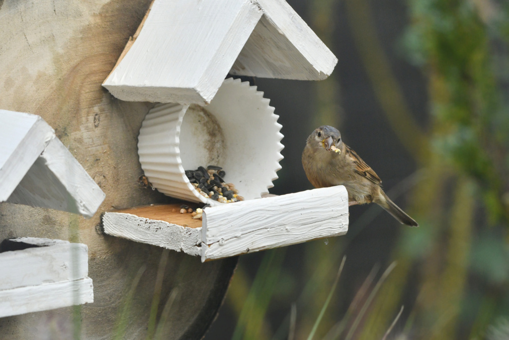 oiseaux - Oiseaux dans le jardin, sur le balcon, ou dans la cour 1dsc2405
