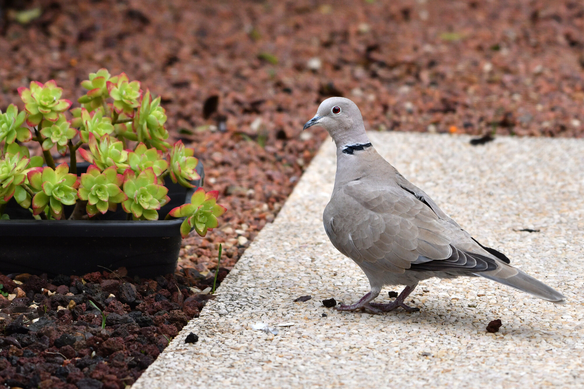 noir - Oiseaux dans le jardin, sur le balcon, ou dans la cour - Page 2 1dsc2530