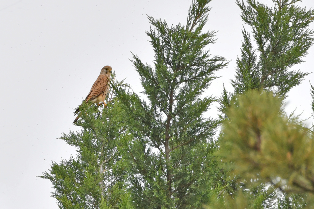 Falconidés - Faucon crécerelle, hobereau... 1dsc2712