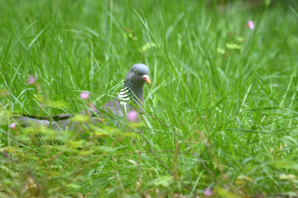 Colombidés - pigeon, Tourterelle turque, Tourterelle des bois 1dsc2752