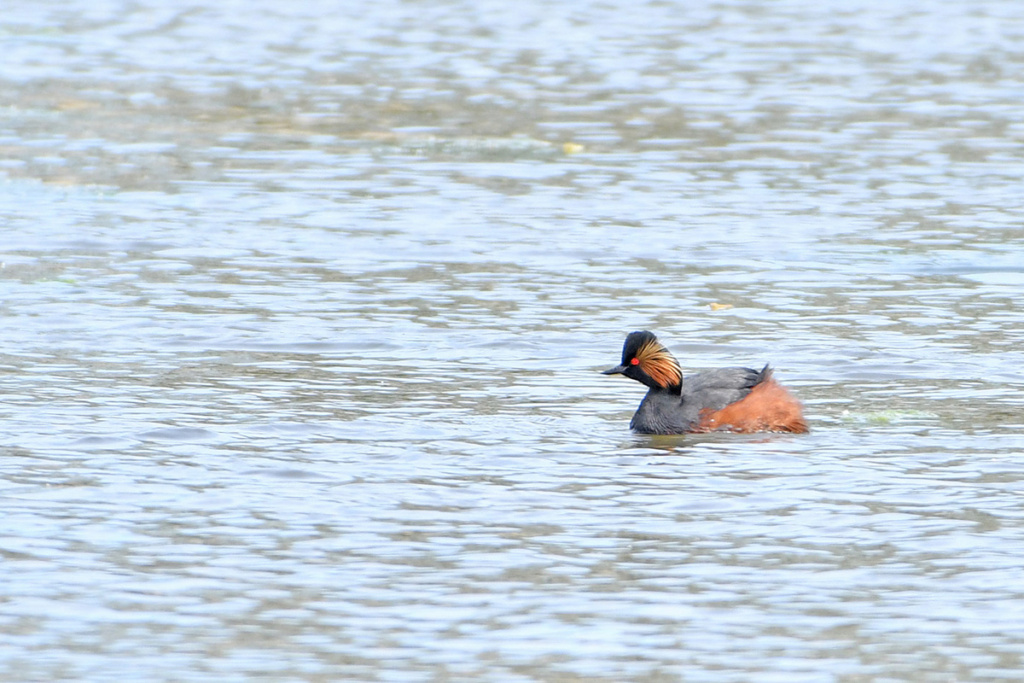 noir - Podicipédidés : Grèbe castagneux 1grebe16