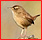 Familles d'Oiseaux : liste, identification 1trogl12