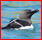 oiseaux - Familles d'Oiseaux : liste, identification Alcidz10