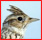 Familles d'Oiseaux : liste, identification Alouet10