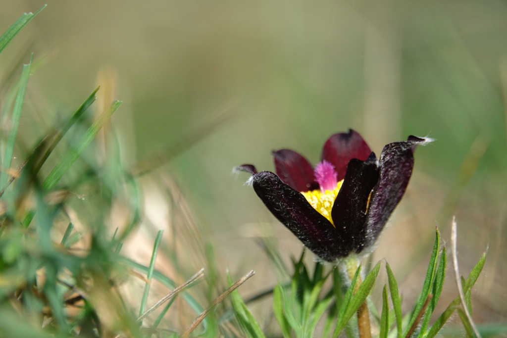 Fleurs Coquelicot, Crocus... Dsc03210