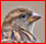 oiseaux - Liste des familles d'oiseaux publiées Moinea26