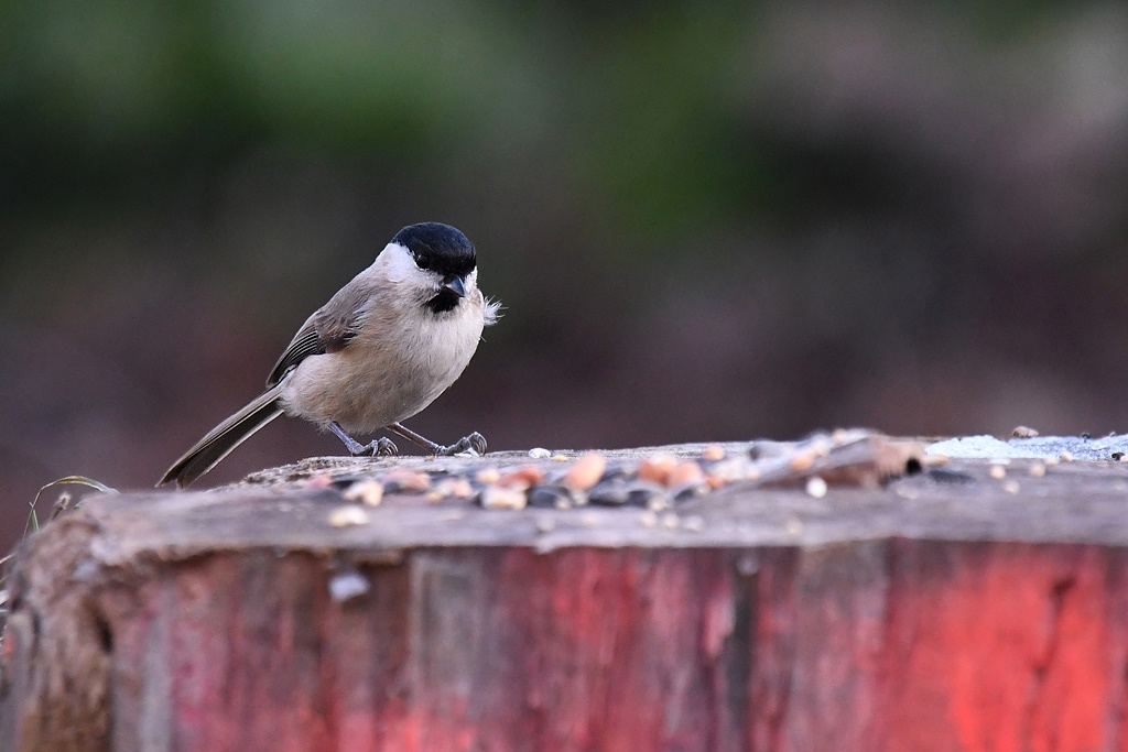 Mes observations d'oiseaux  du jour - Page 2 Nonne10