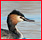 oiseaux - Familles d'Oiseaux : liste, identification Podici10