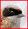 Familles d'Oiseaux : liste, identification Remiz_10