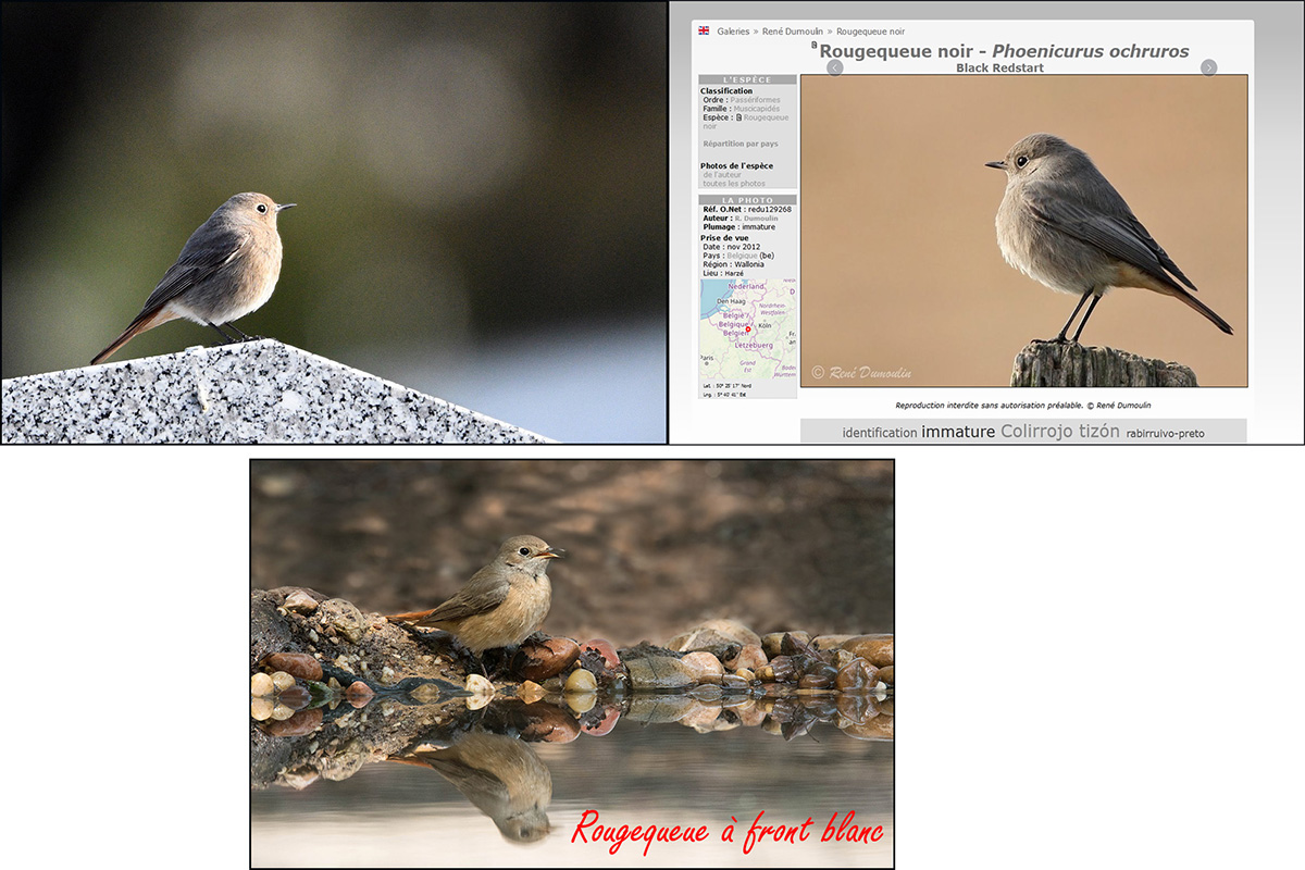 corneille - Mes observations d'oiseaux  du jour - Page 3 Rougeq14