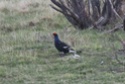 photonature Claude18