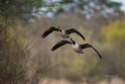 photonature Jc11
