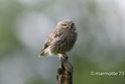 photonature Pascal14