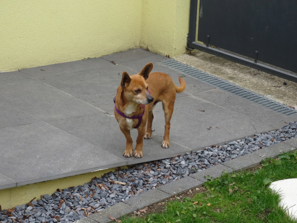 PIDIBOU - mâle, croisé Pinscher de petite taille - né environ février 2016 - PASCANI - adopté par Philippe (70) Dsc06210