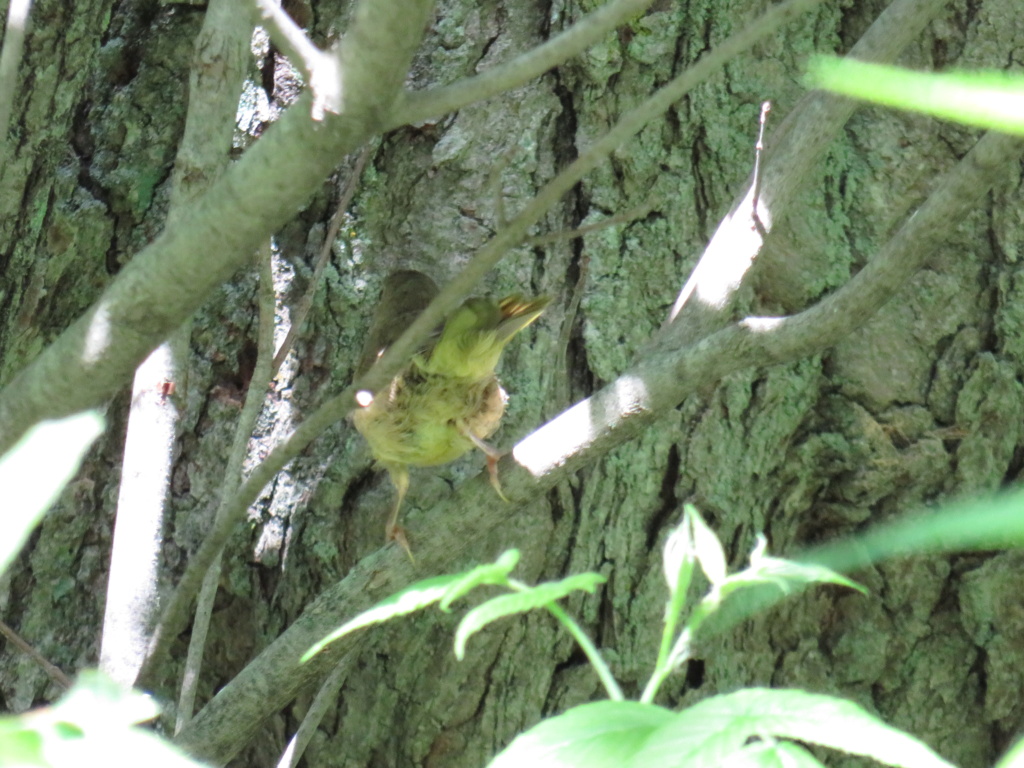 petit oiseau vert à identifier ( une seule photo de dos) paruline? Img_1625