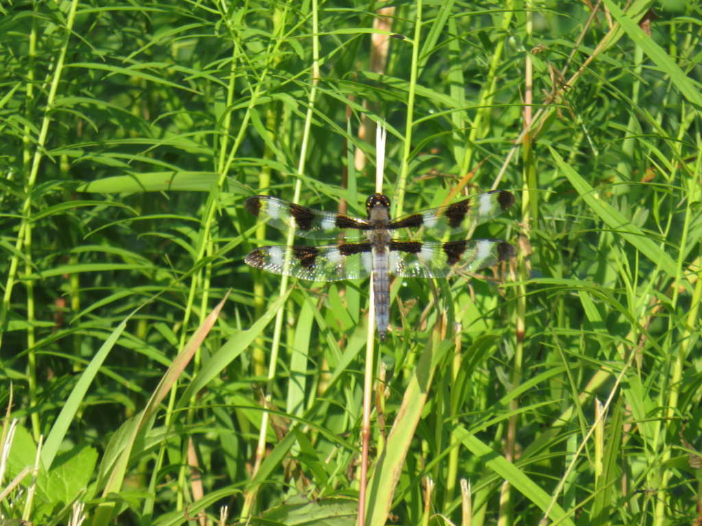 libellule plathemis lydia Libell11