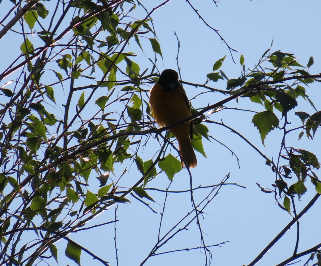 Oriole de Baltimore Oriole11