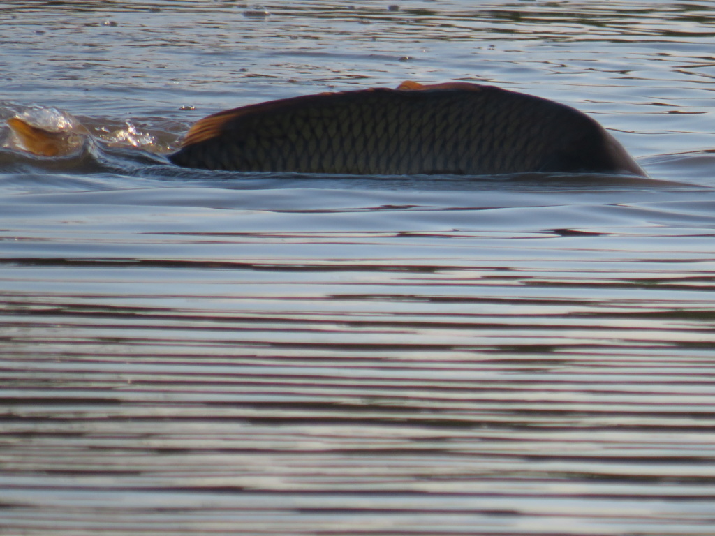 un balbuzard pêcheur? Poisso10