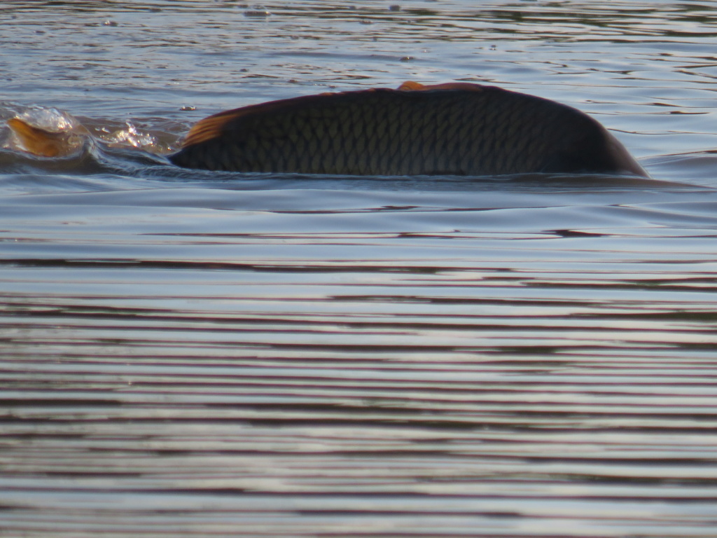 un balbuzard pêcheur?  Poisso10