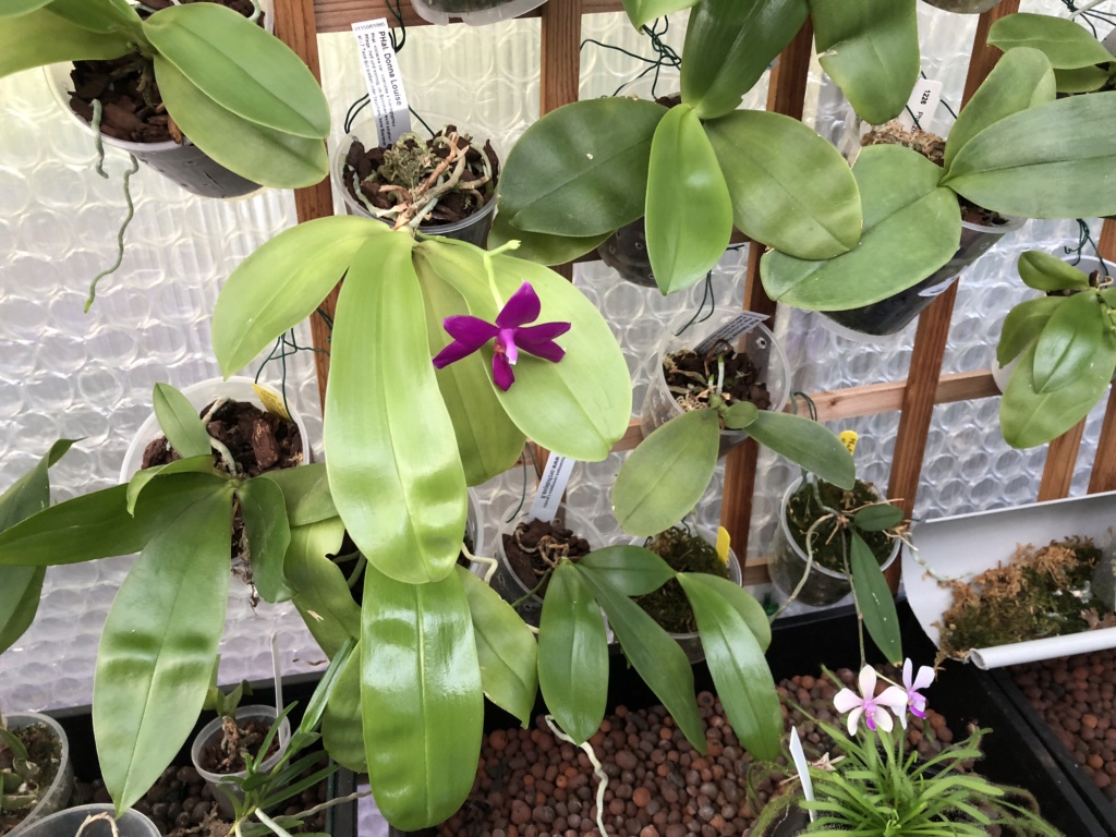 Phalaenopsis Fintje Kunriawati (violacea x pulchra) (vendu pour Donna Louise) 23aeb410