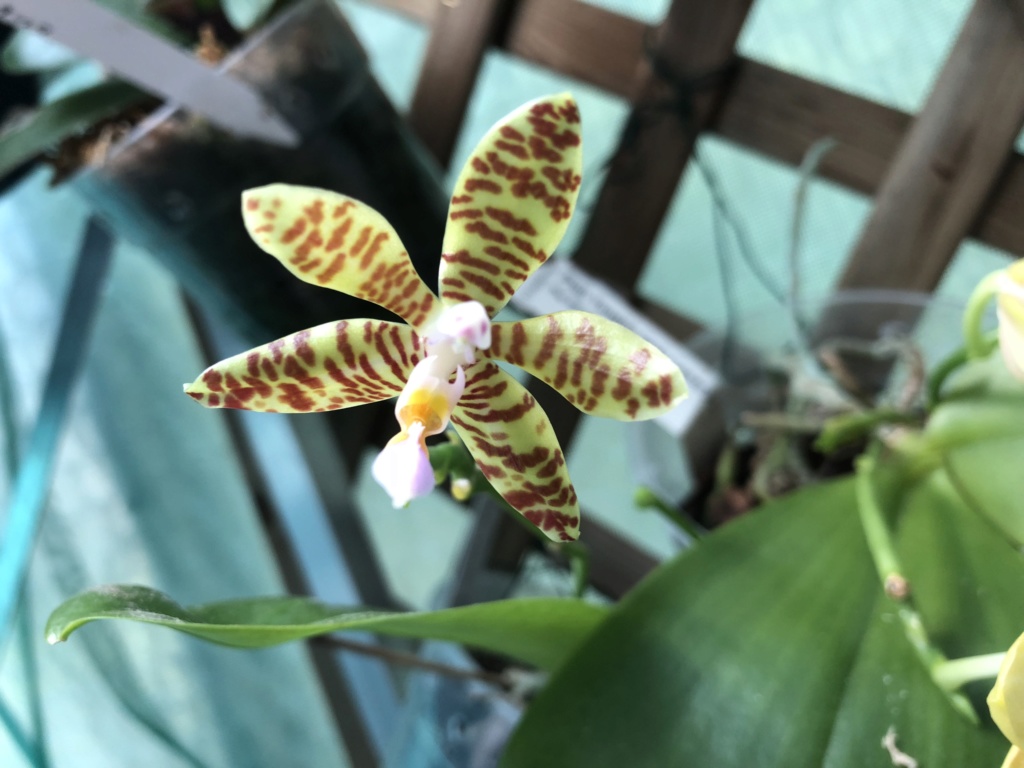 Phalaenopsis fasciata 3eb89610
